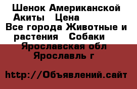Шенок Американской Акиты › Цена ­ 35 000 - Все города Животные и растения » Собаки   . Ярославская обл.,Ярославль г.
